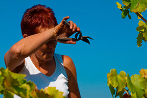 Photos de la vigne et du vin