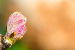 Photos de la vigne et du vin