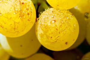 Photos de la vigne et du vin