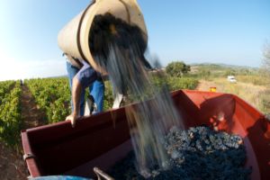 Photos de la vigne et du vin