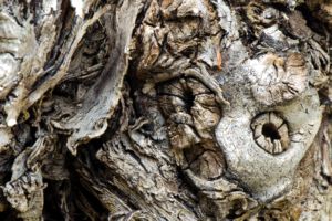 Photos de la vigne et du vin