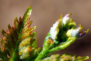 Photos de la vigne et du vin