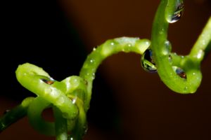 Photos de la vigne et du vin