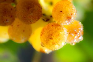 Photos de la vigne et du vin