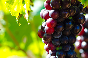 Photos de la vigne et du vin