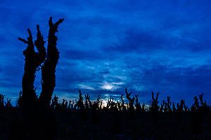 Photos de la vigne et du vin