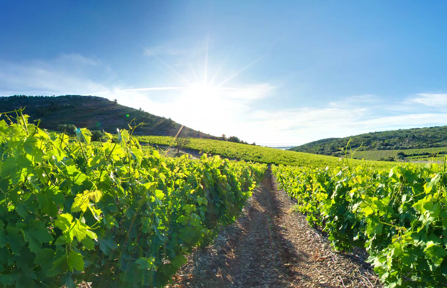 images de la vigne et du vin, photo © Alain Marquina