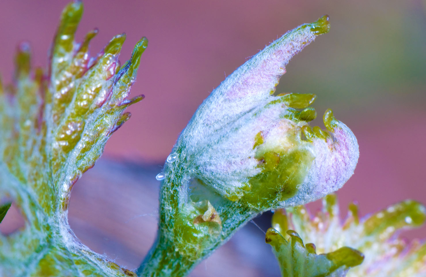 images de la vigne et du vin, photo © Alain Marquina