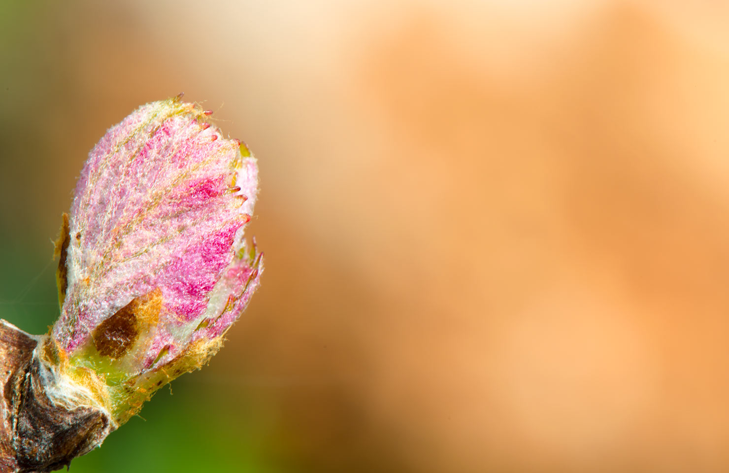 images de la vigne et du vin, photo © Alain Marquina