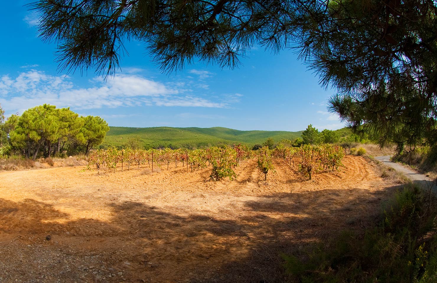 images de la vigne et du vin, photo © Alain Marquina