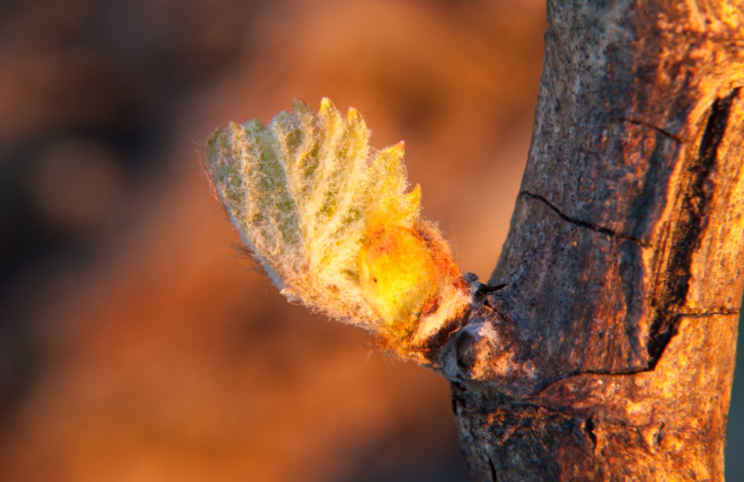 images de la vigne et du vin, photo © Alain Marquina