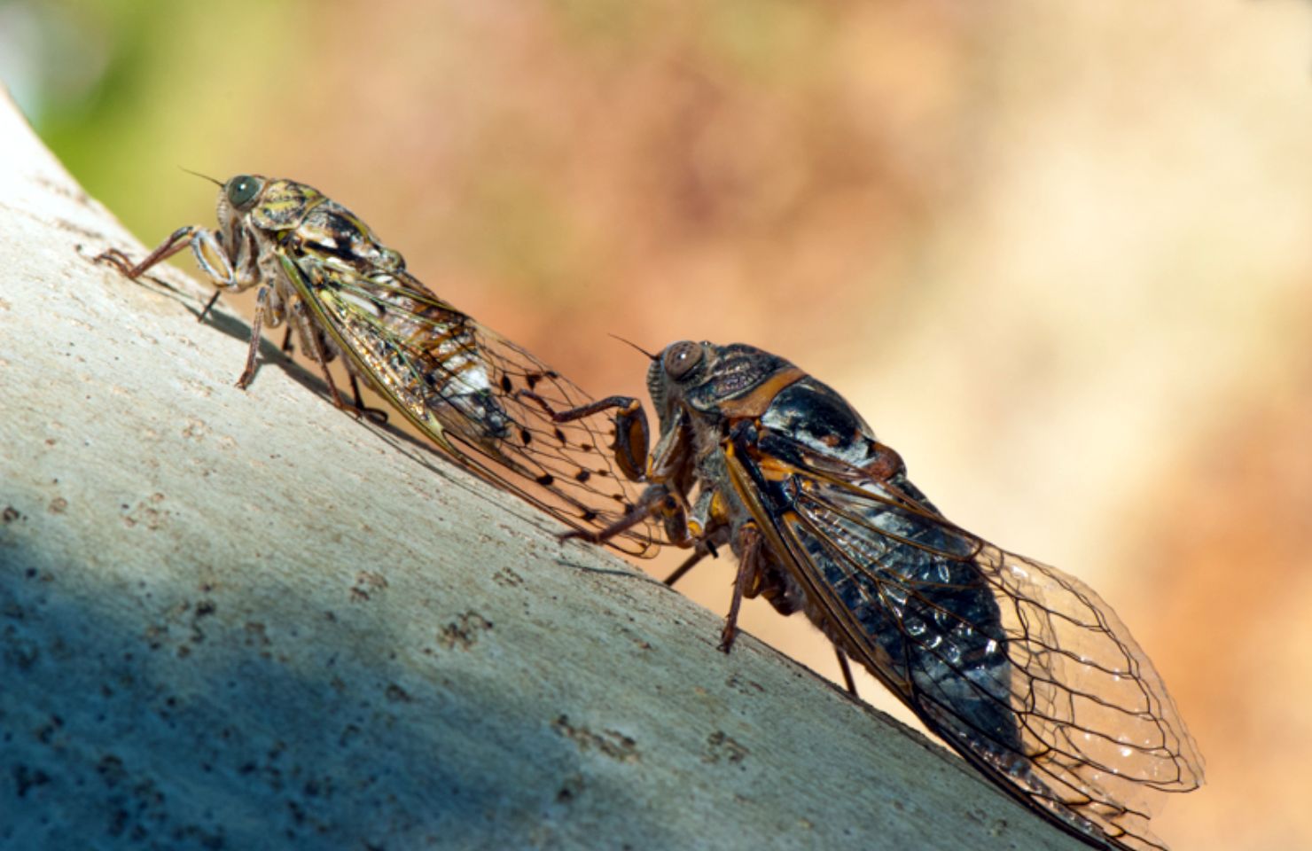 images de la vigne et du vin, photo © Alain Marquina