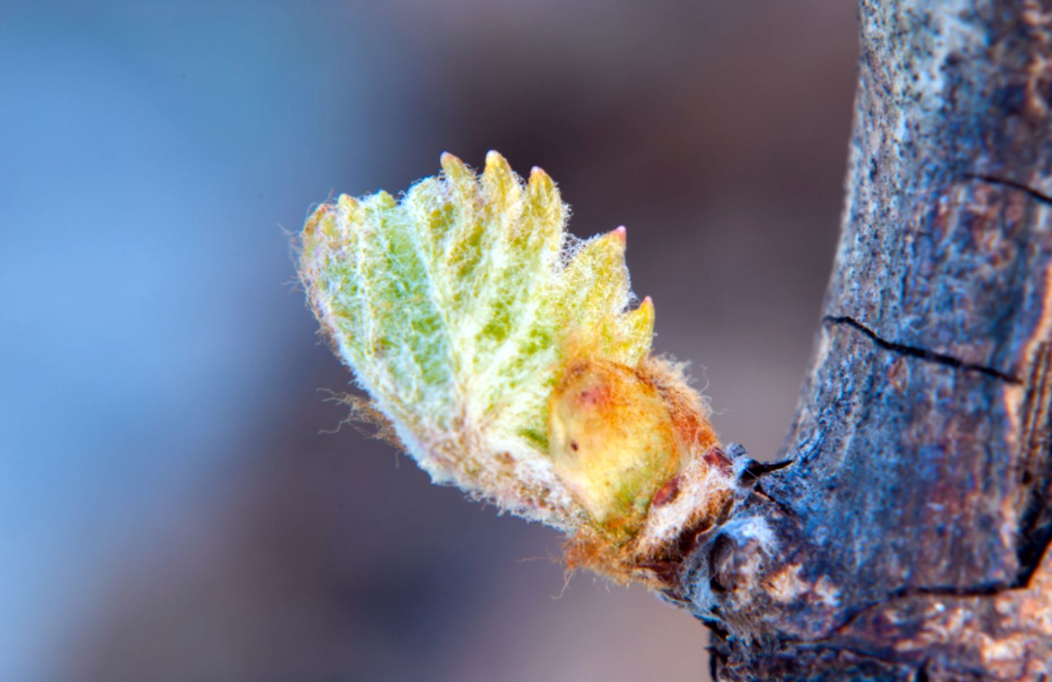 images de la vigne et du vin, photo © Alain Marquina