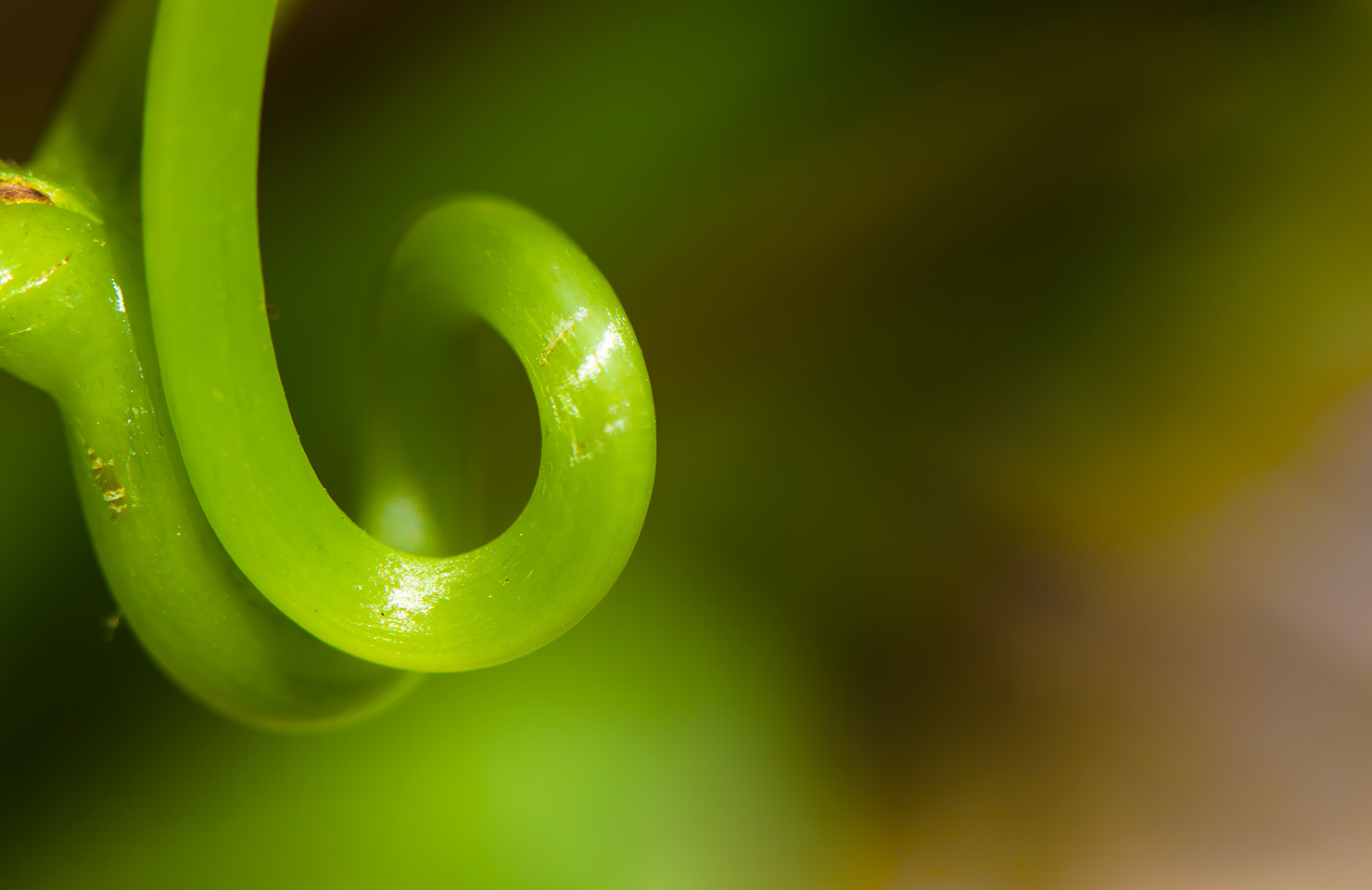 images de la vigne et du vin, photo © Alain Marquina