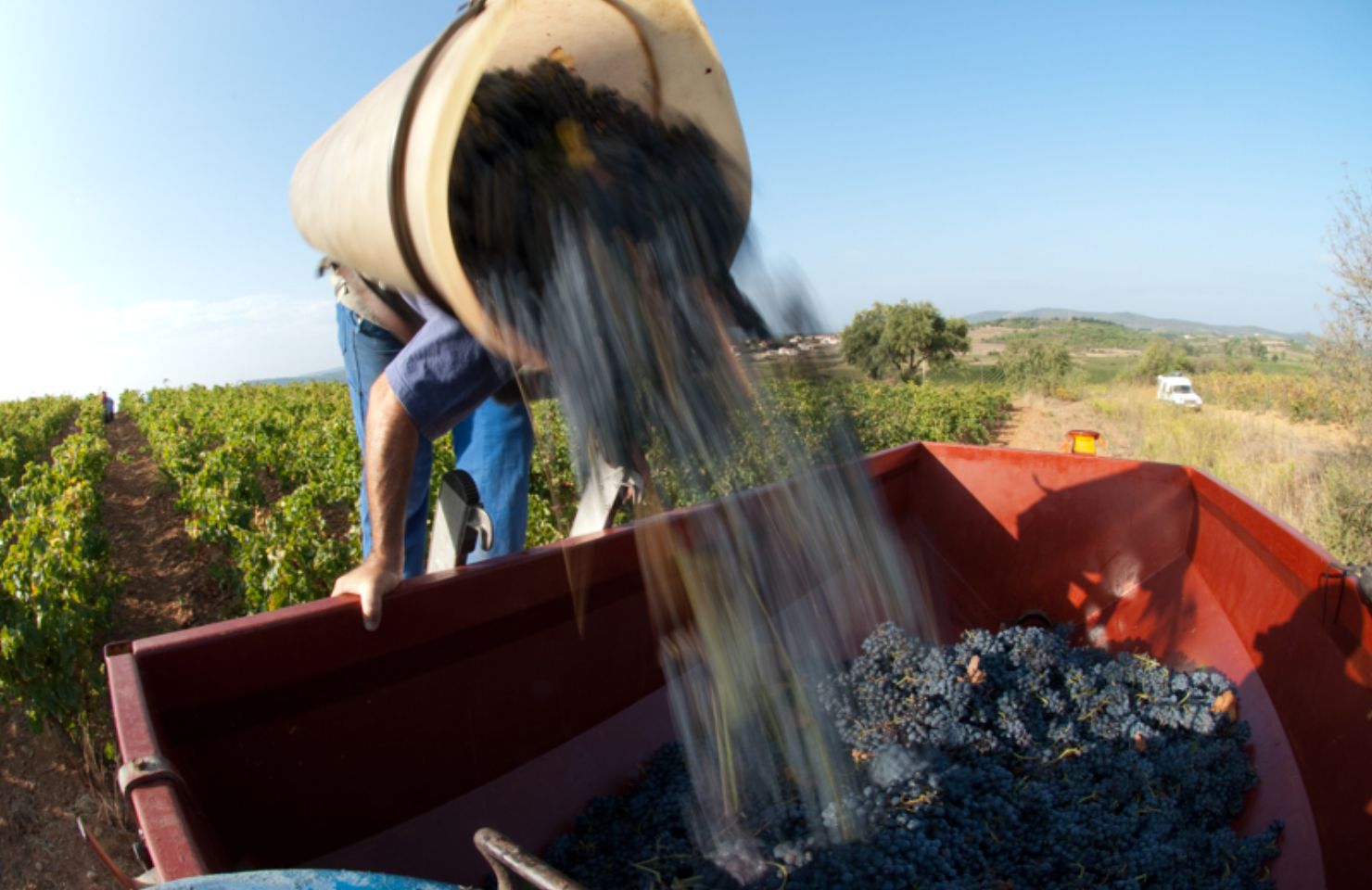 images de la vigne et du vin, photo © Alain Marquina