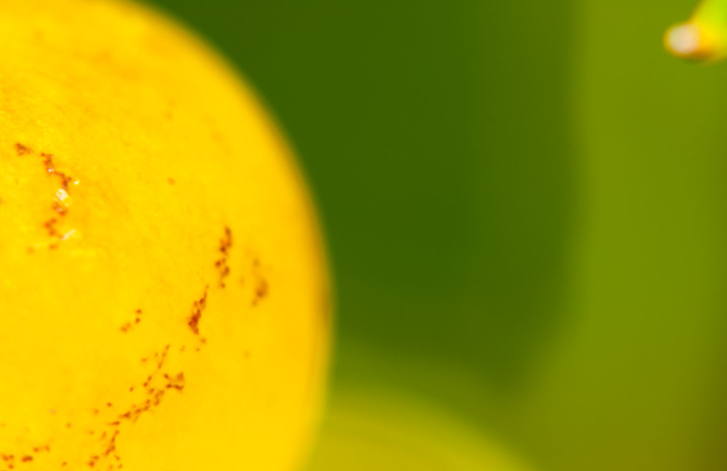 images de la vigne et du vin, photo © Alain Marquina