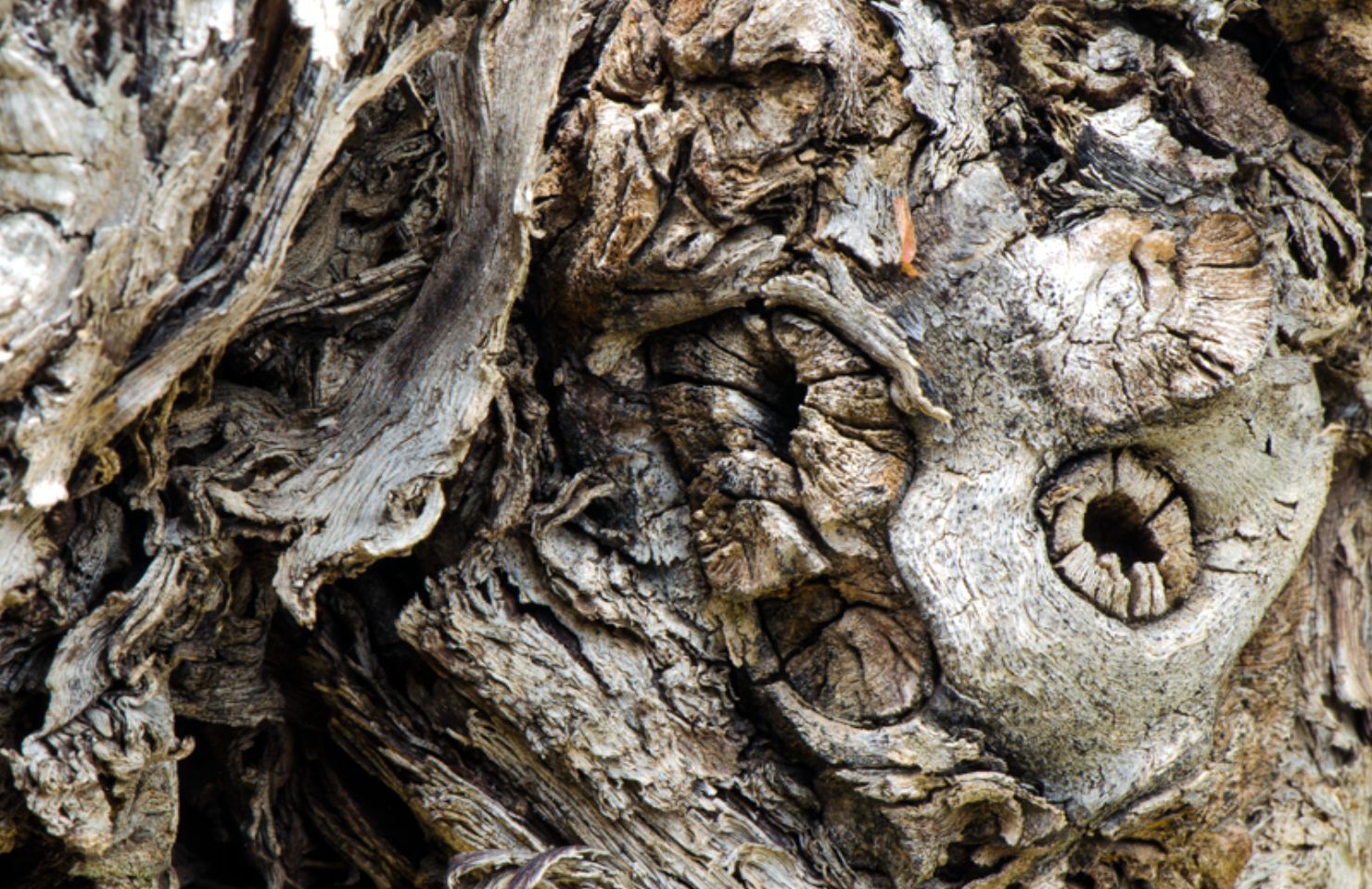 images de la vigne et du vin, photo © Alain Marquina