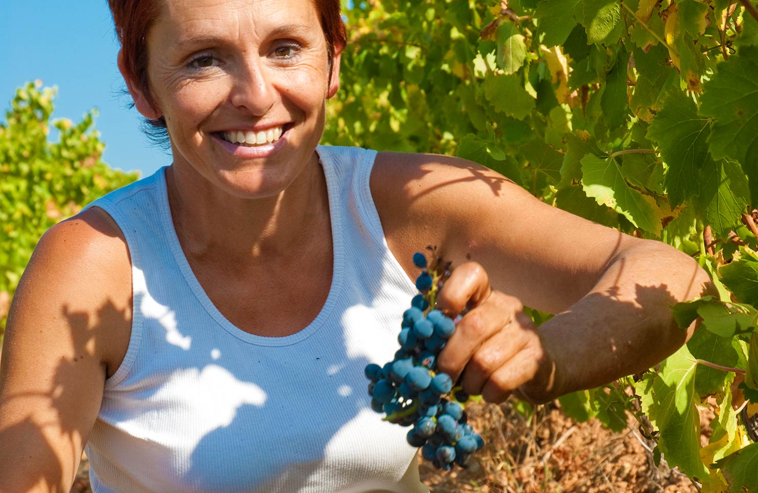 images de la vigne et du vin, photo © Alain Marquina