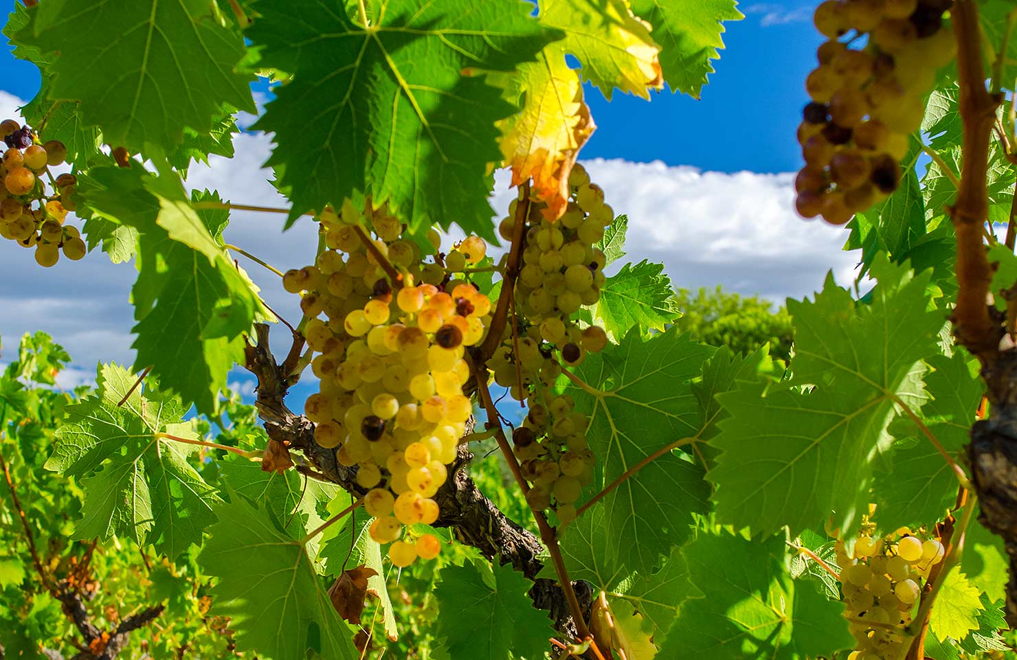 images de la vigne et du vin, photo © Alain Marquina