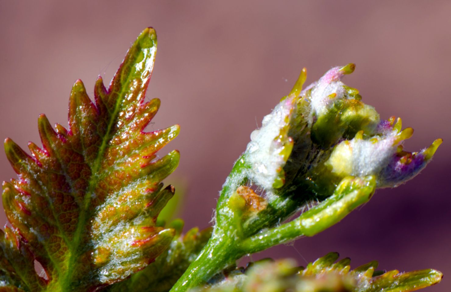 images de la vigne et du vin, photo © Alain Marquina