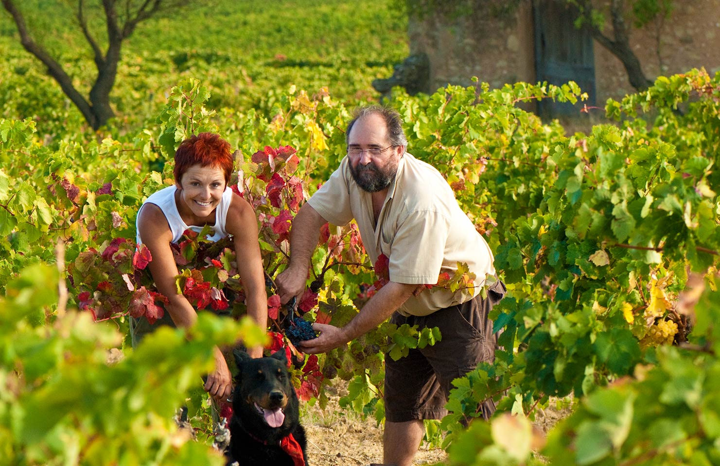 images de la vigne et du vin, photo © Alain Marquina