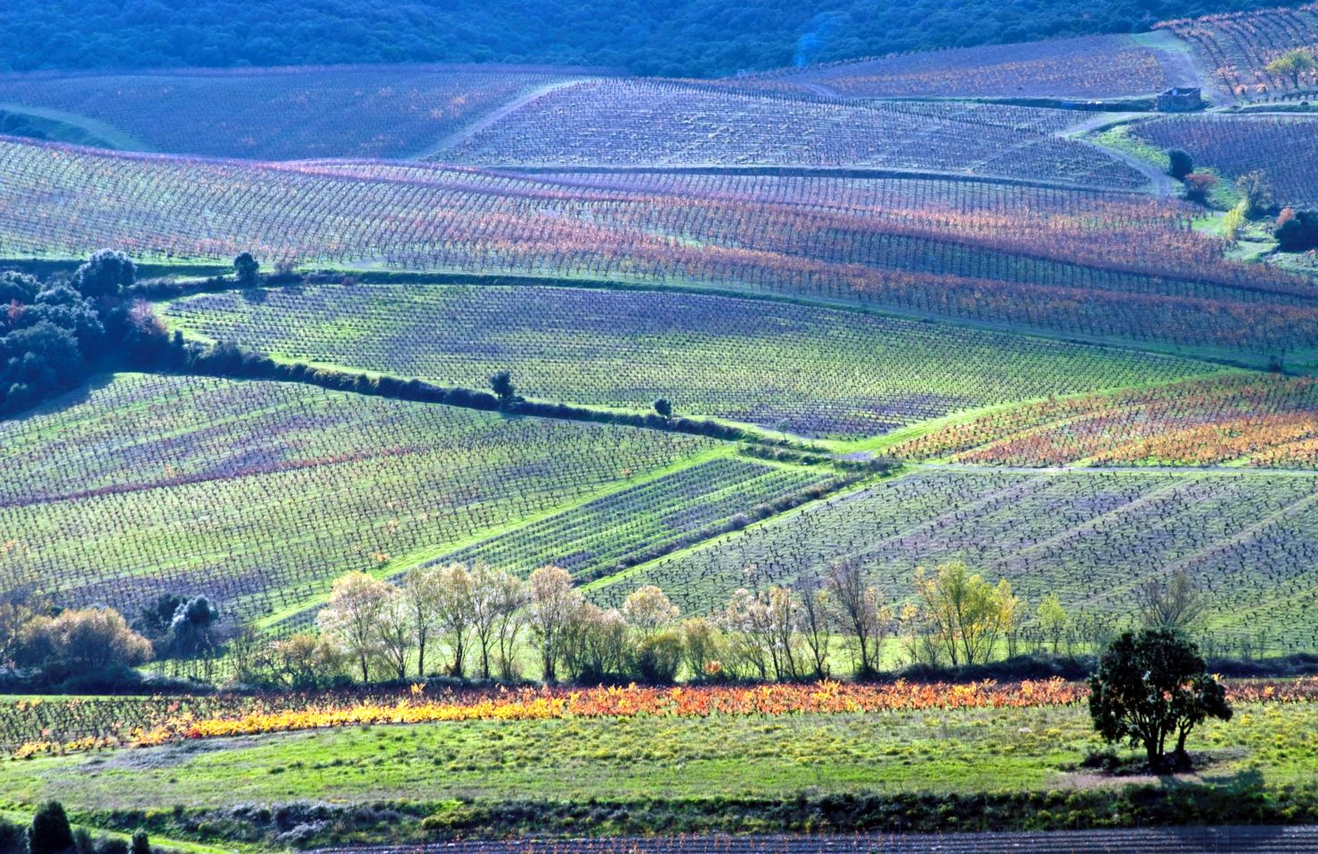 images de la vigne et du vin, photo © Alain Marquina