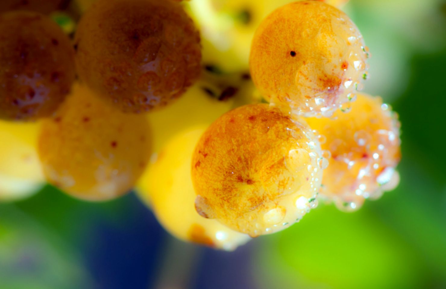 images de la vigne et du vin, photo © Alain Marquina