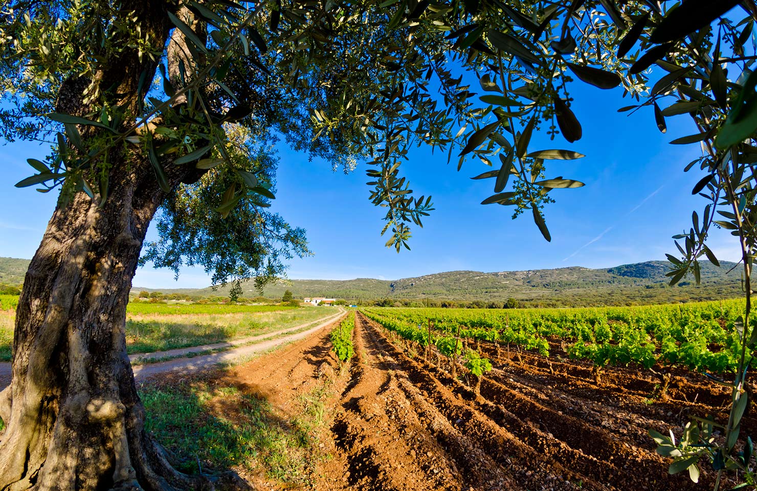 images de la vigne et du vin, photo © Alain Marquina