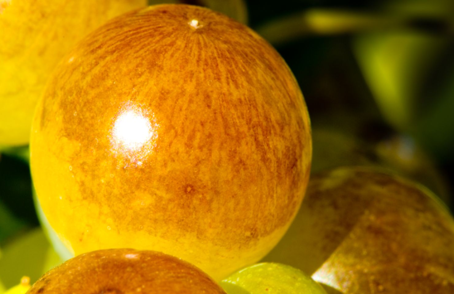 images de la vigne et du vin, photo © Alain Marquina