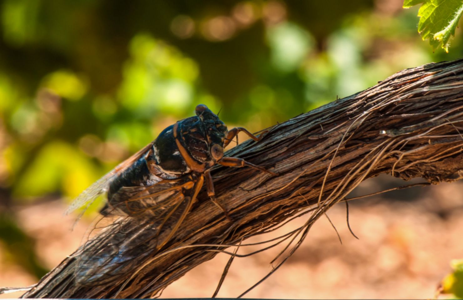images de la vigne et du vin, photo © Alain Marquina