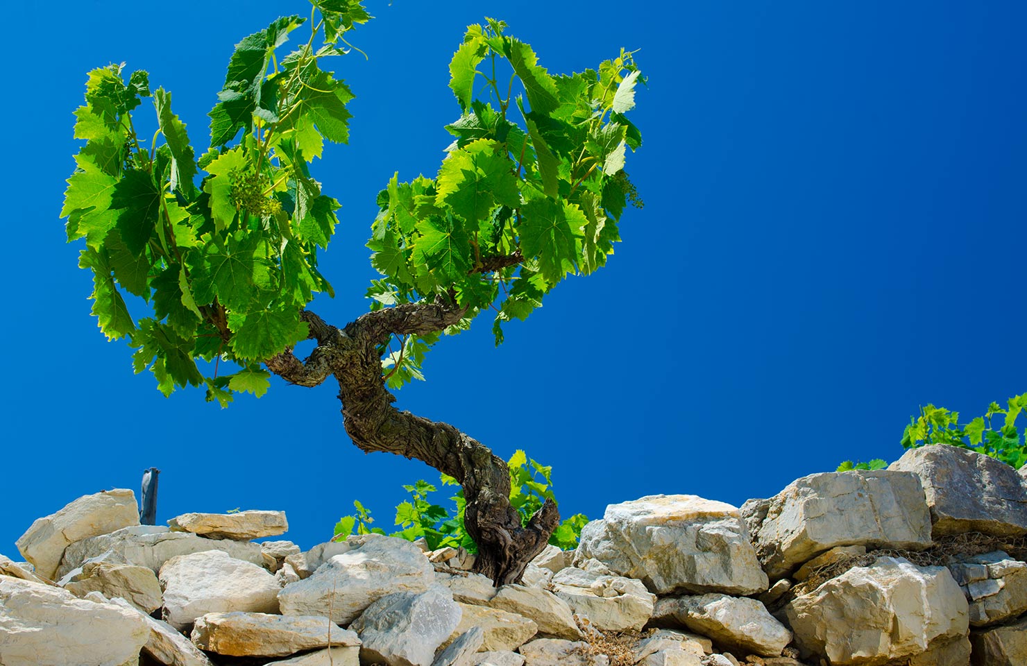 images de la vigne et du vin, photo © Alain Marquina