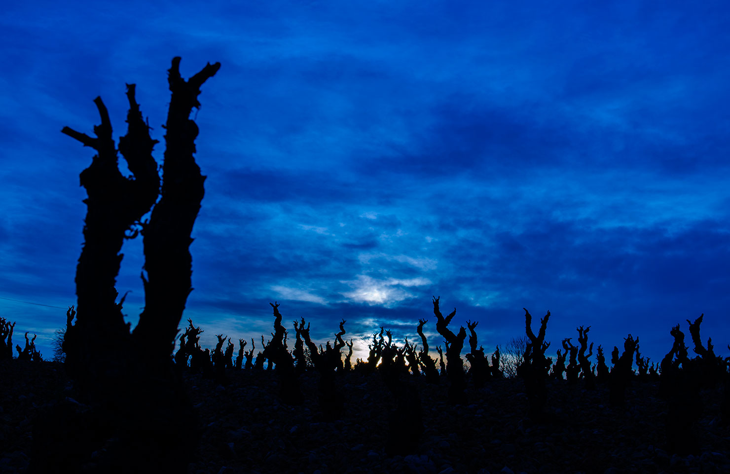 images de la vigne et du vin, photo © Alain Marquina
